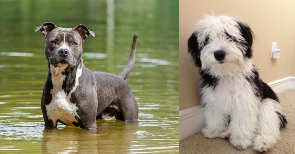 Mini Sheepadoodles vs American Staffordshire Terrier - Breed Comparison