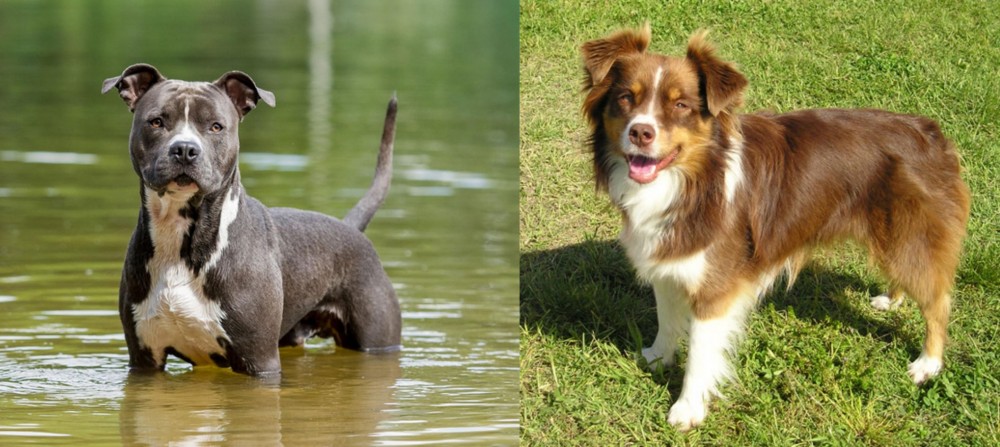 Miniature Australian Shepherd vs American Staffordshire Terrier - Breed Comparison