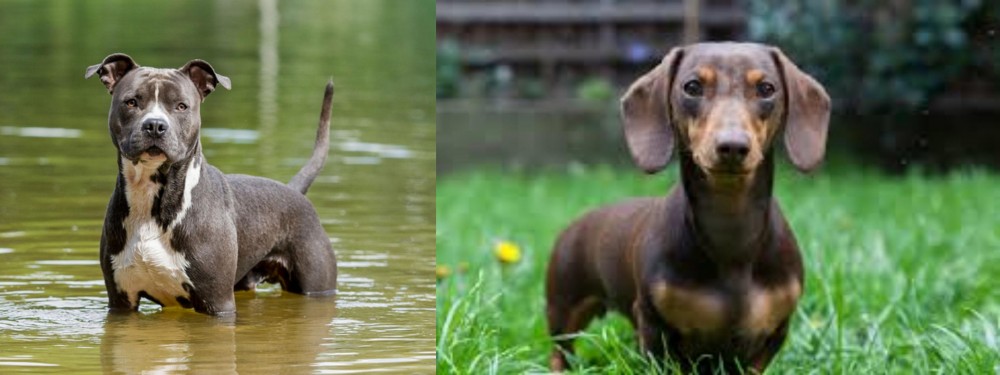 Miniature Dachshund vs American Staffordshire Terrier - Breed Comparison