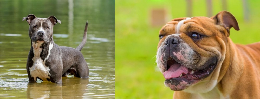 Miniature English Bulldog vs American Staffordshire Terrier - Breed Comparison