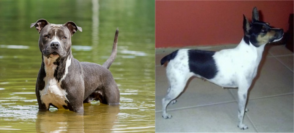 Miniature Fox Terrier vs American Staffordshire Terrier - Breed Comparison