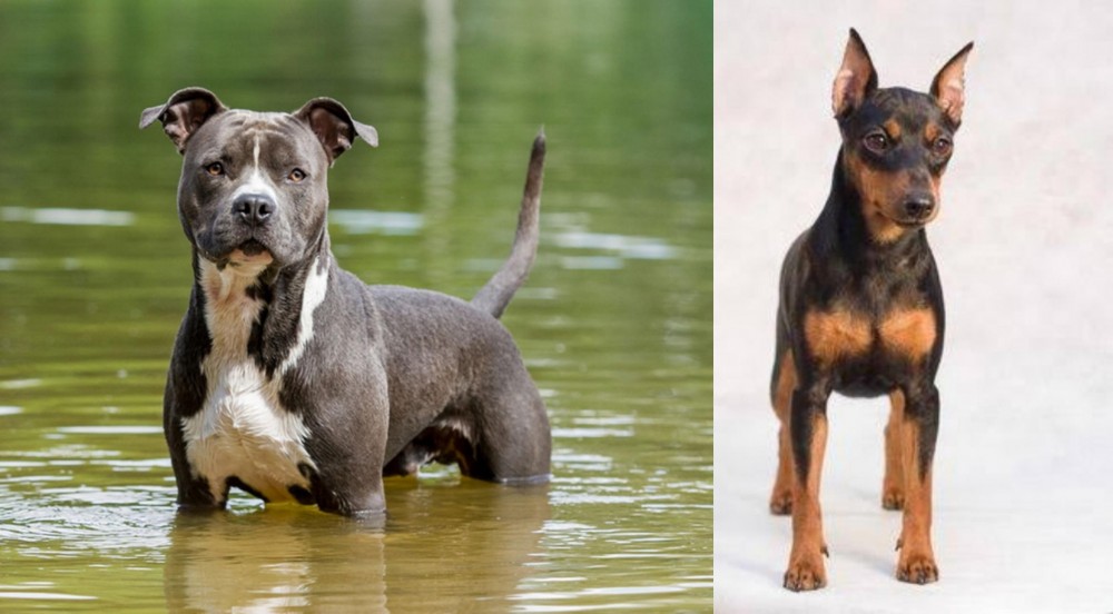 Miniature Pinscher vs American Staffordshire Terrier - Breed Comparison