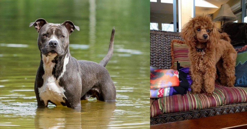 Miniature Poodle vs American Staffordshire Terrier - Breed Comparison