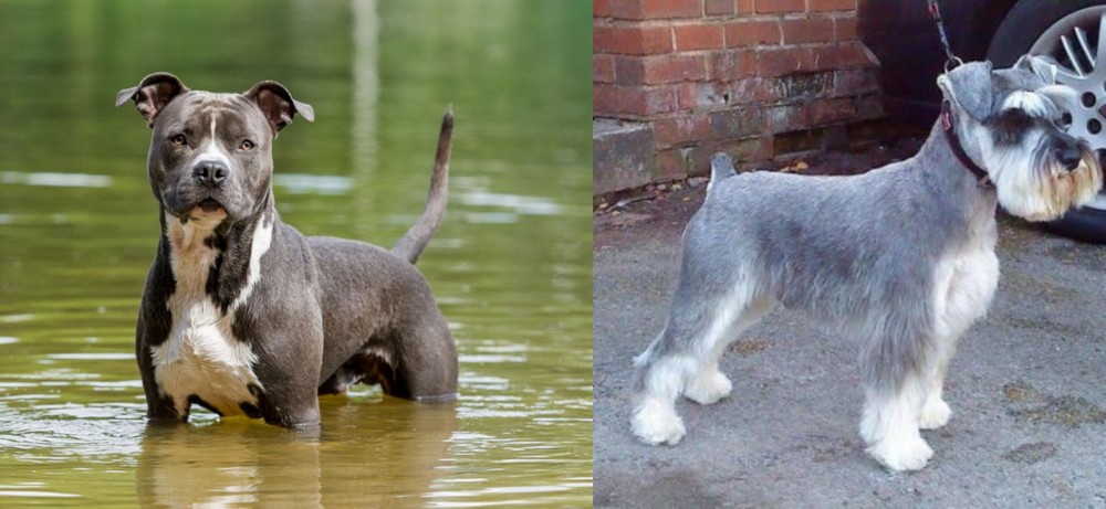 Miniature Schnauzer vs American Staffordshire Terrier - Breed Comparison