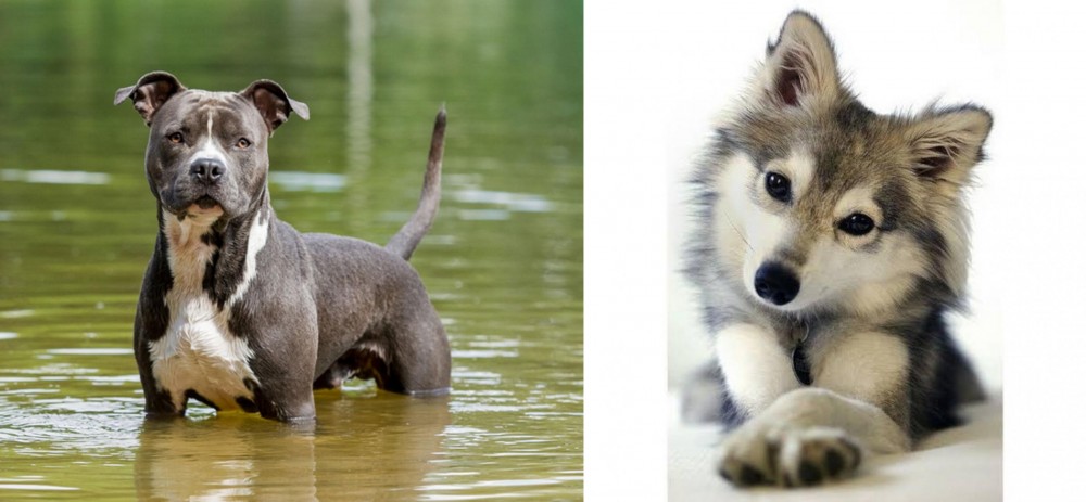 Miniature Siberian Husky vs American Staffordshire Terrier - Breed Comparison