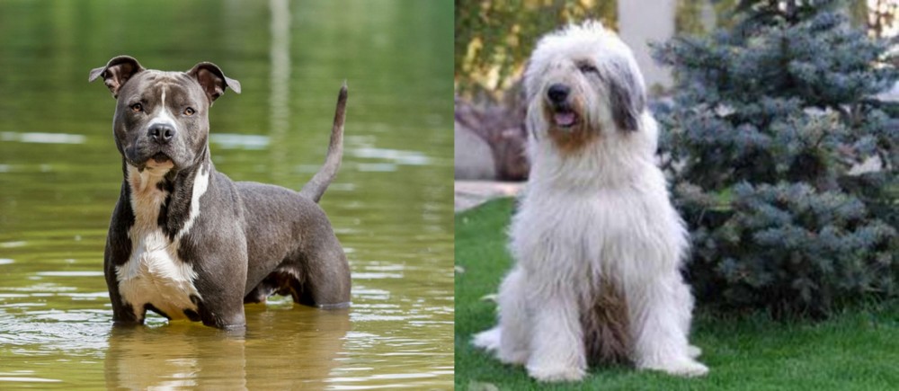 Mioritic Sheepdog vs American Staffordshire Terrier - Breed Comparison