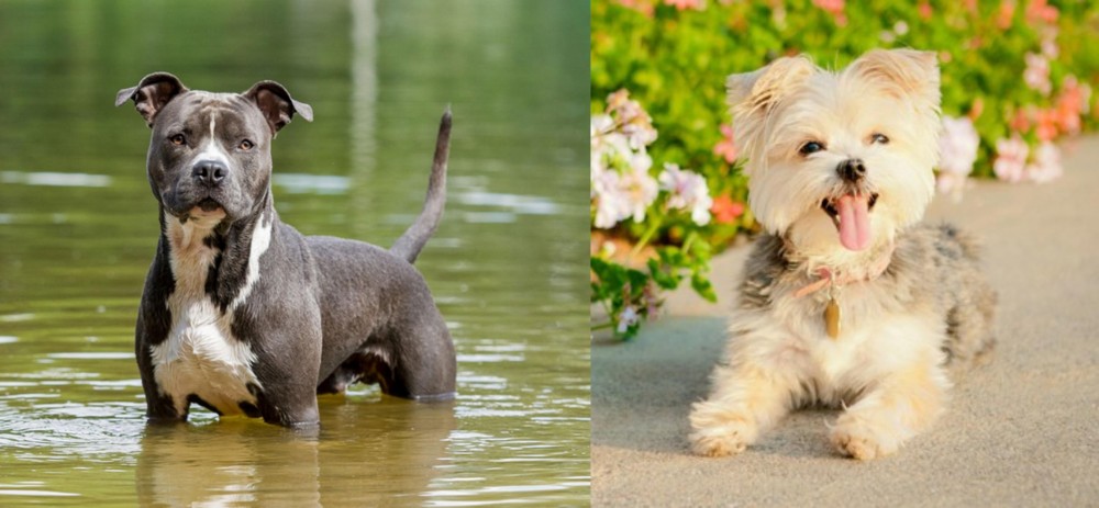 Morkie vs American Staffordshire Terrier - Breed Comparison