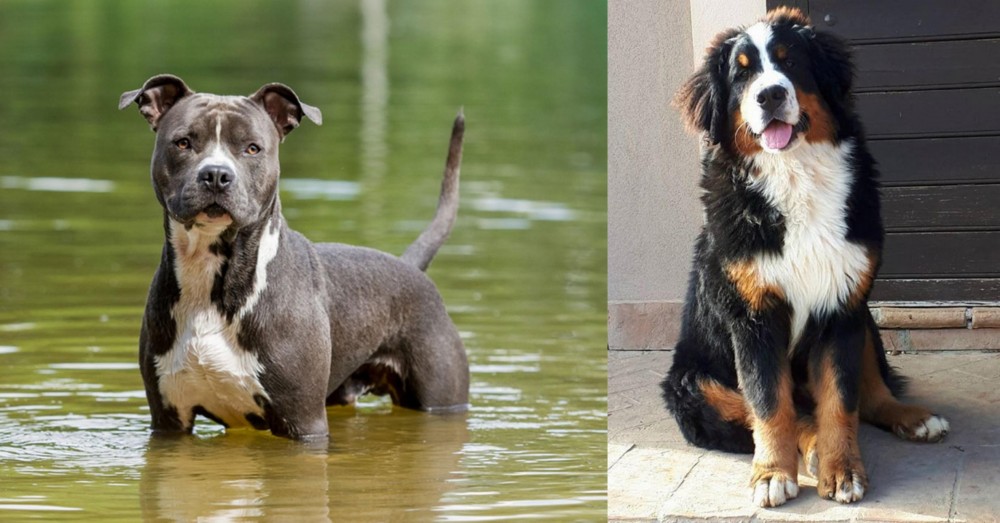 Mountain Burmese vs American Staffordshire Terrier - Breed Comparison