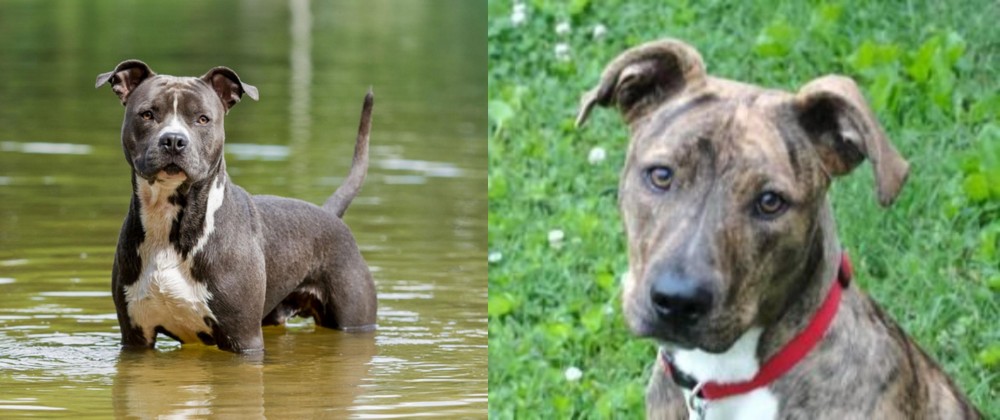 Mountain Cur vs American Staffordshire Terrier - Breed Comparison
