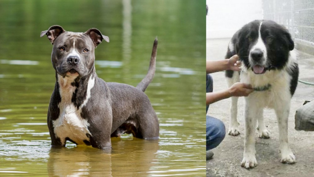 Mucuchies vs American Staffordshire Terrier - Breed Comparison