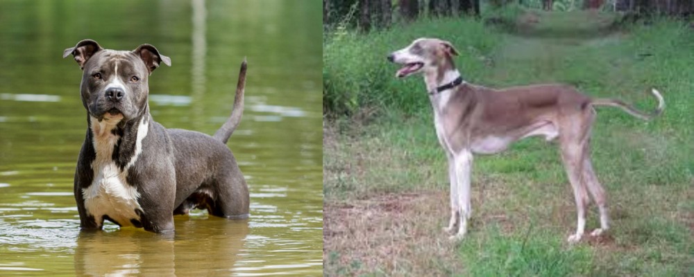 Mudhol Hound vs American Staffordshire Terrier - Breed Comparison