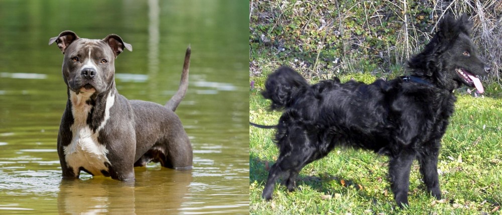 Mudi vs American Staffordshire Terrier - Breed Comparison