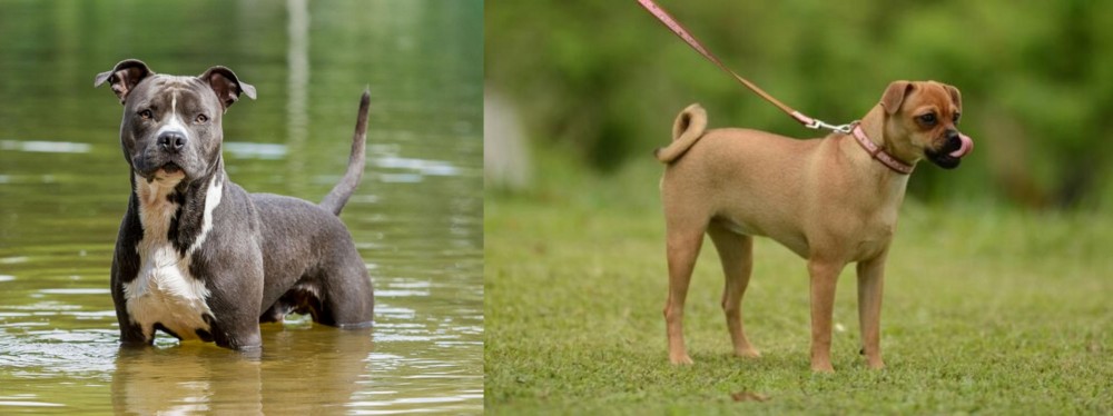 Muggin vs American Staffordshire Terrier - Breed Comparison
