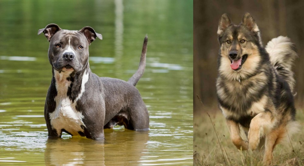 Native American Indian Dog vs American Staffordshire Terrier - Breed Comparison
