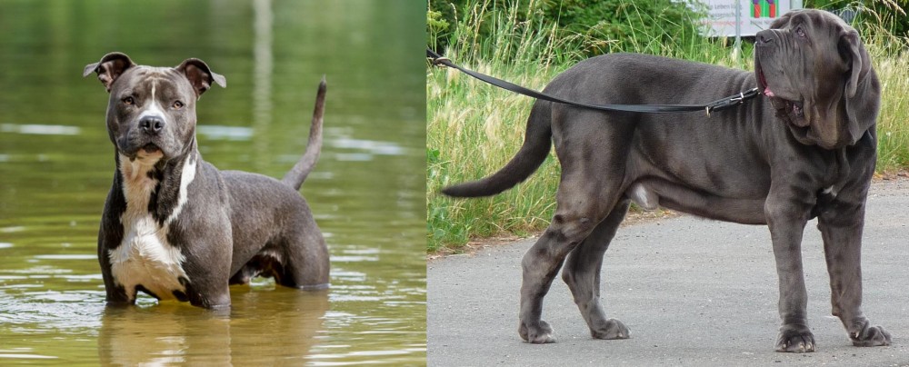 Neapolitan Mastiff vs American Staffordshire Terrier - Breed Comparison