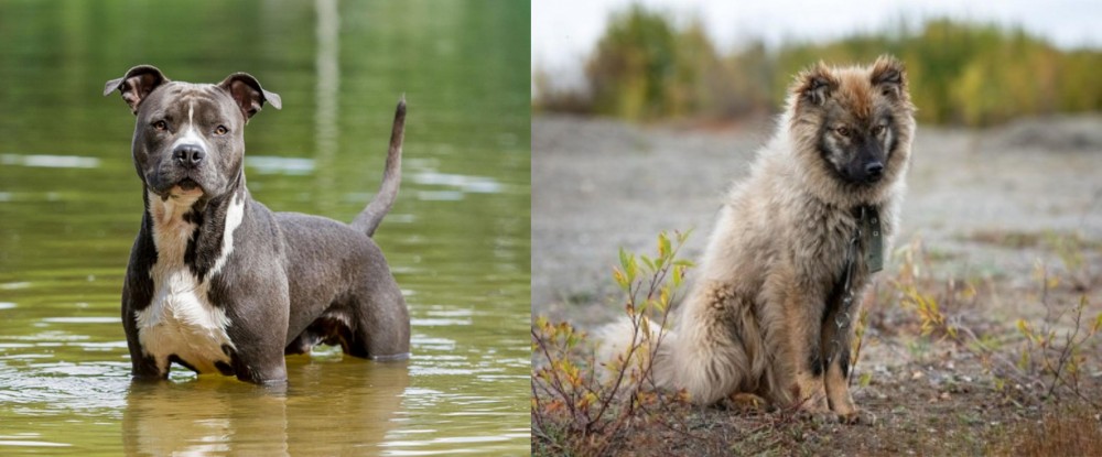 Nenets Herding Laika vs American Staffordshire Terrier - Breed Comparison