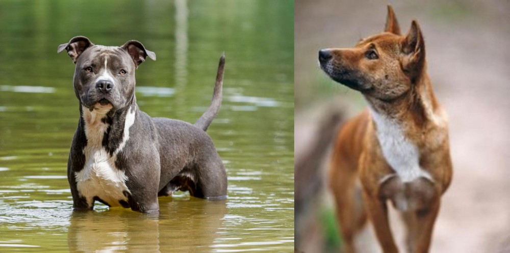 New Guinea Singing Dog vs American Staffordshire Terrier - Breed Comparison