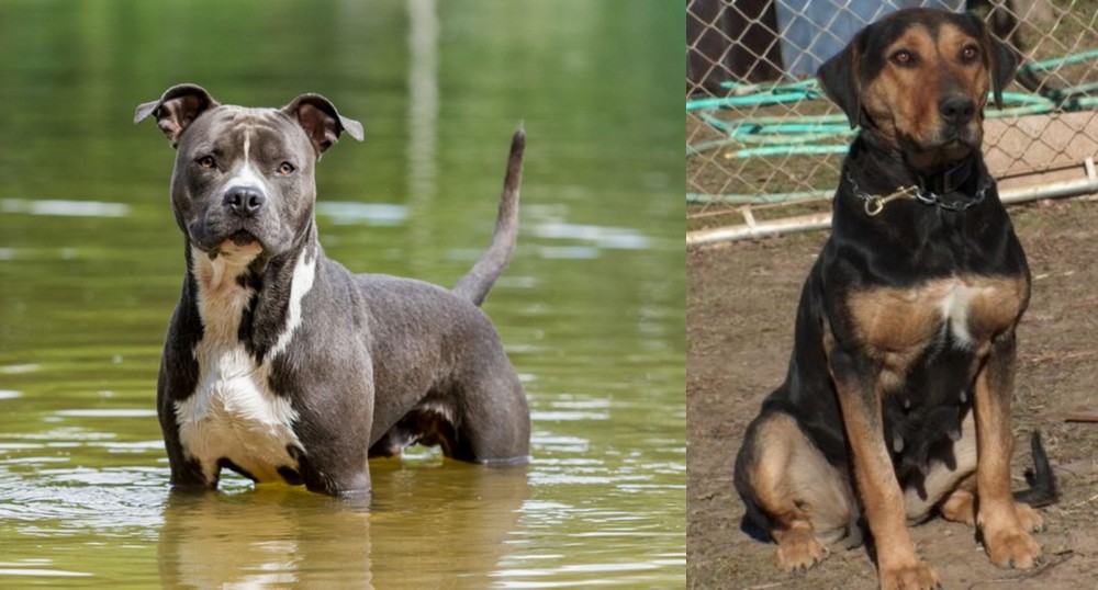 New Zealand Huntaway vs American Staffordshire Terrier - Breed Comparison
