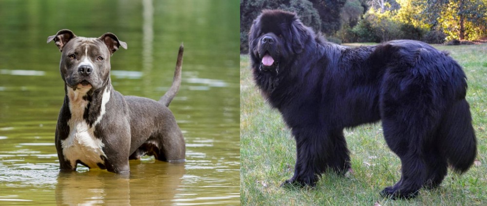 Newfoundland Dog vs American Staffordshire Terrier - Breed Comparison