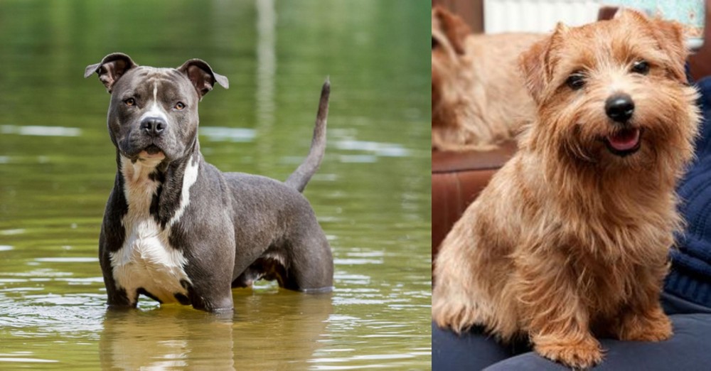 Norfolk Terrier vs American Staffordshire Terrier - Breed Comparison