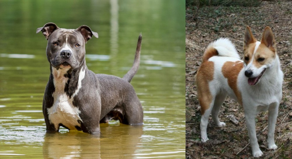 Norrbottenspets vs American Staffordshire Terrier - Breed Comparison