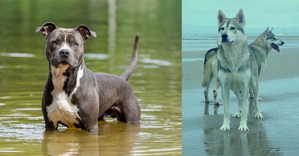 Northern Inuit Dog vs American Staffordshire Terrier - Breed Comparison