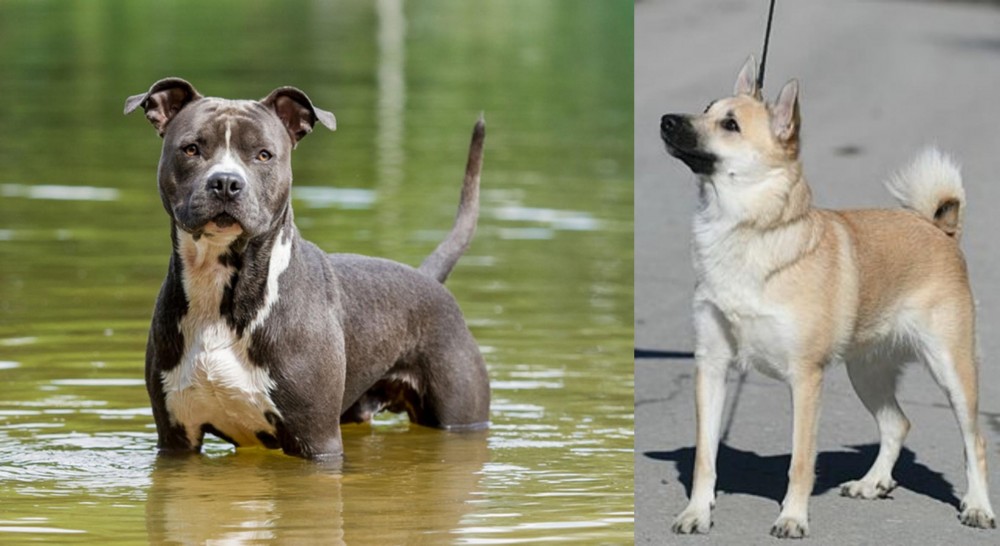 Norwegian Buhund vs American Staffordshire Terrier - Breed Comparison