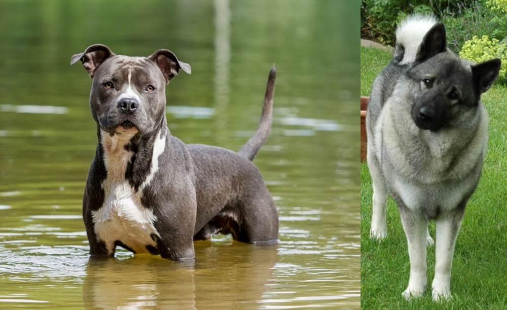 Norwegian Elkhound vs American Staffordshire Terrier - Breed Comparison