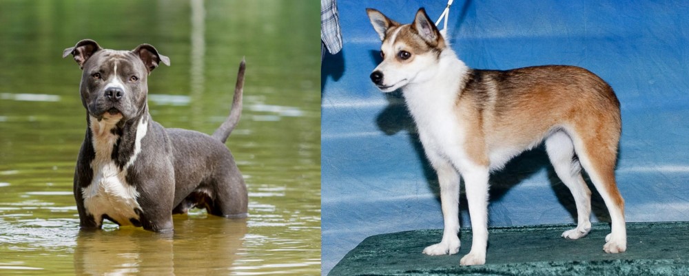 Norwegian Lundehund vs American Staffordshire Terrier - Breed Comparison
