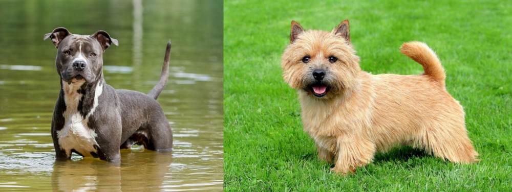 Norwich Terrier vs American Staffordshire Terrier - Breed Comparison