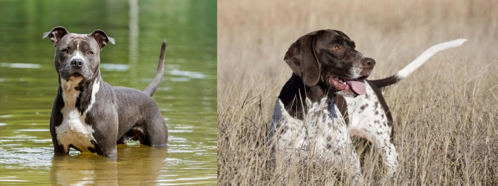 Old Danish Pointer vs American Staffordshire Terrier - Breed Comparison
