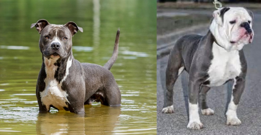 Old English Bulldog vs American Staffordshire Terrier - Breed Comparison