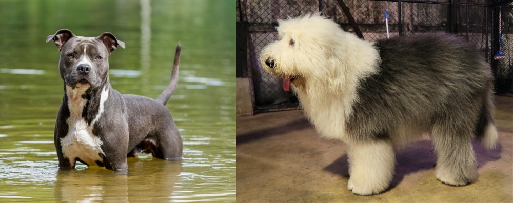 Old English Sheepdog vs American Staffordshire Terrier - Breed Comparison