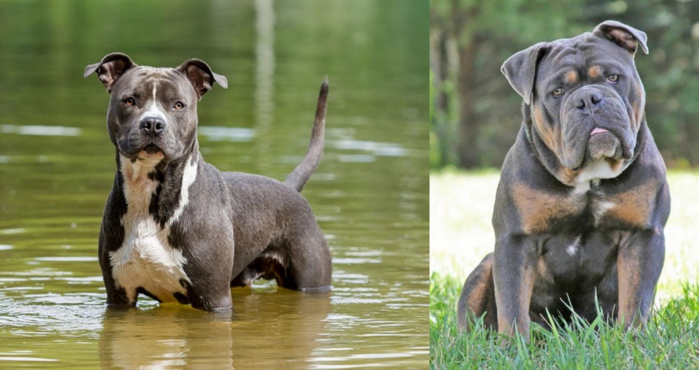 Olde English Bulldogge vs American Staffordshire Terrier - Breed Comparison