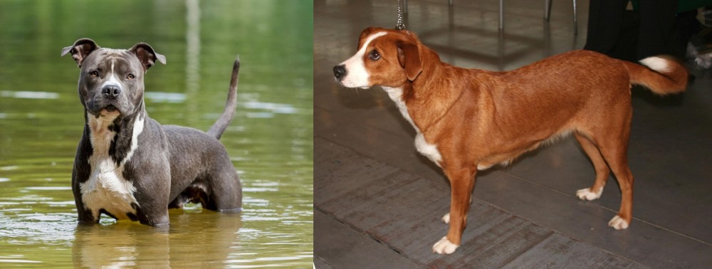 Osterreichischer Kurzhaariger Pinscher vs American Staffordshire Terrier - Breed Comparison