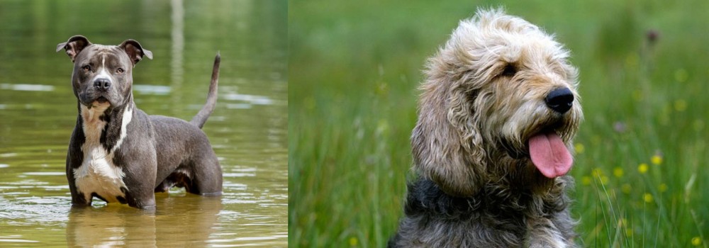 Otterhound vs American Staffordshire Terrier - Breed Comparison