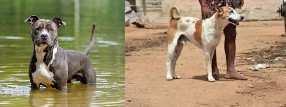 Pandikona vs American Staffordshire Terrier - Breed Comparison