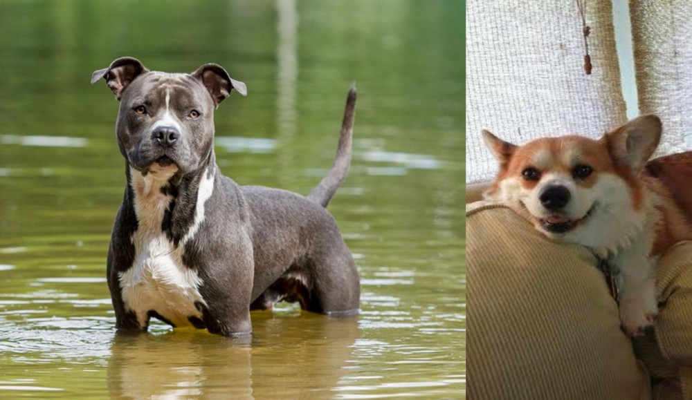 Pembroke Welsh Corgi vs American Staffordshire Terrier - Breed Comparison