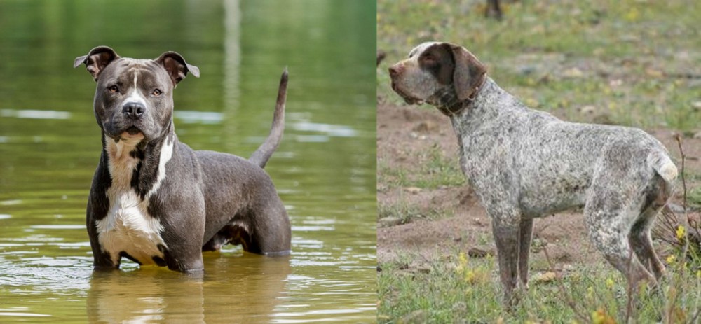 Perdiguero de Burgos vs American Staffordshire Terrier - Breed Comparison