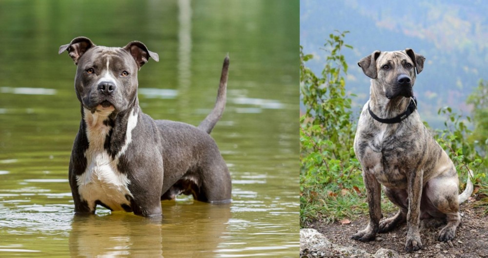 Perro Cimarron vs American Staffordshire Terrier - Breed Comparison