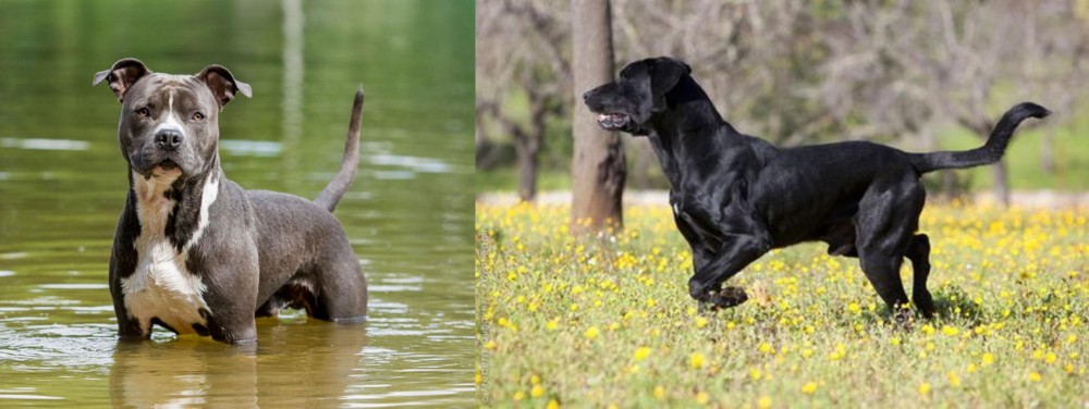Perro de Pastor Mallorquin vs American Staffordshire Terrier - Breed Comparison