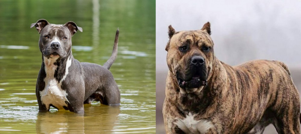 Perro de Presa Canario vs American Staffordshire Terrier - Breed Comparison