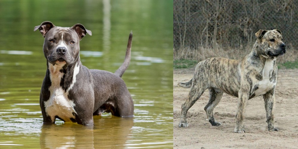 Perro de Presa Mallorquin vs American Staffordshire Terrier - Breed Comparison