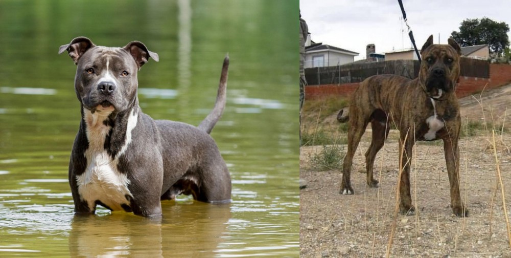 Perro de Toro vs American Staffordshire Terrier - Breed Comparison