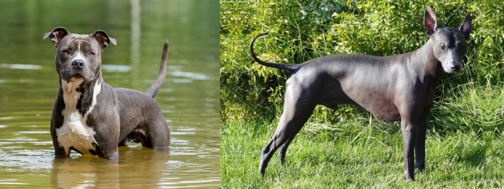 Peruvian Hairless vs American Staffordshire Terrier - Breed Comparison