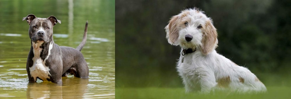 Petit Basset Griffon Vendeen vs American Staffordshire Terrier - Breed Comparison