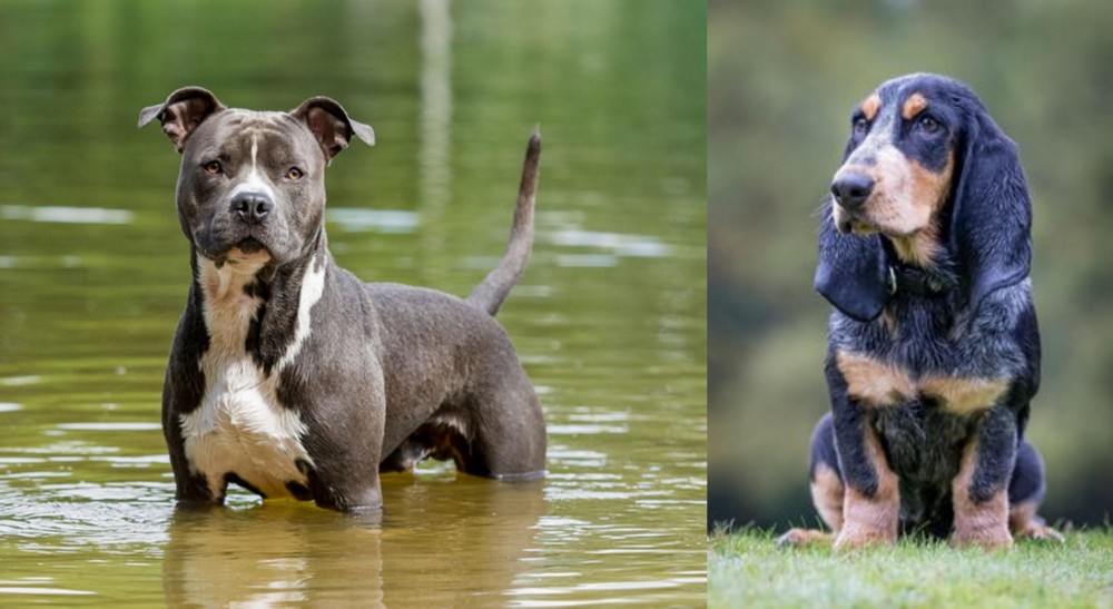 Petit Bleu de Gascogne vs American Staffordshire Terrier - Breed Comparison