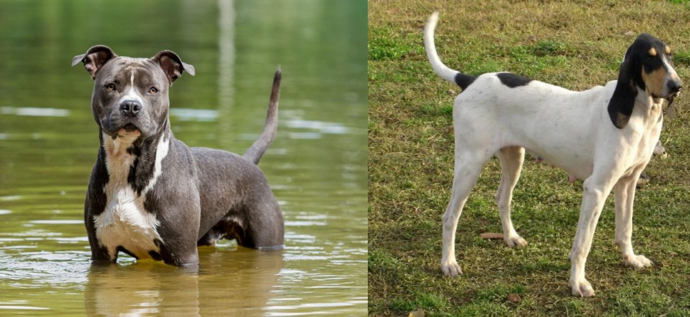 Petit Gascon Saintongeois vs American Staffordshire Terrier - Breed Comparison