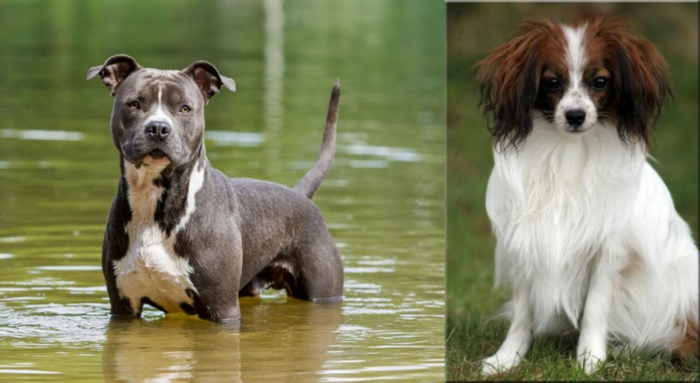 Phalene vs American Staffordshire Terrier - Breed Comparison