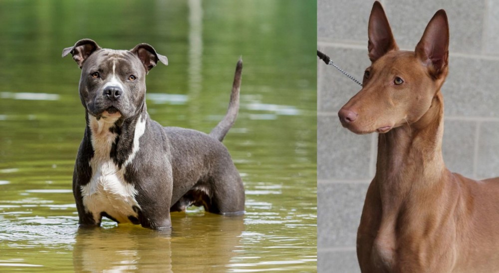 Pharaoh Hound vs American Staffordshire Terrier - Breed Comparison